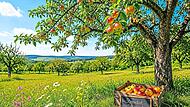 Streuobstwiese mit Erntekiste.Hans Hübner Streuobstwiese mit Erntekiste.Hans Hübner
