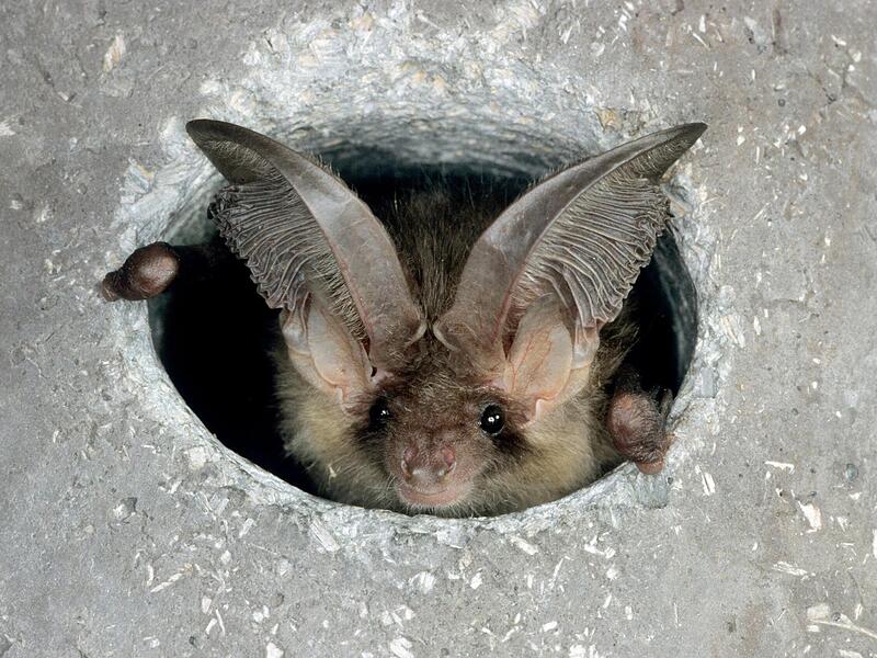 Ein Braunes Langohr ist in einem Einflugloch zu sehen.