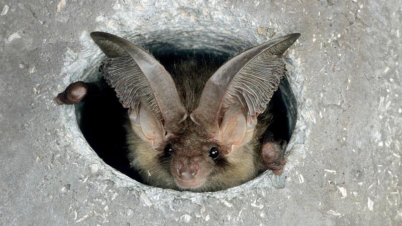 Die Fledermaus Braunes Langohr ist in einem Einflugloch zu sehen. Fledermäuse mögen Verstecke, wie etwa Löcher und Felspalten. Tagsüber verstecken sich die Fledermäuse.