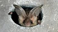 Die Fledermaus Braunes Langohr ist in einem Einflugloch zu sehen. Fledermäuse mögen Verstecke, wie etwa Löcher und Felspalten. Tagsüber verstecken sich die Fledermäuse.