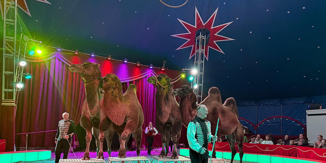Circus Henry invites everyone to the magical premiere for free