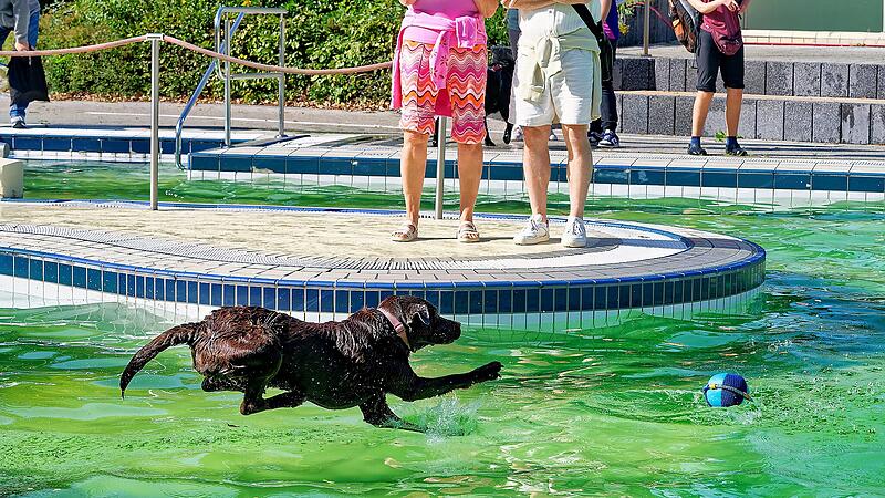 Hundebadetag im Stadionbad Bamberg 2026