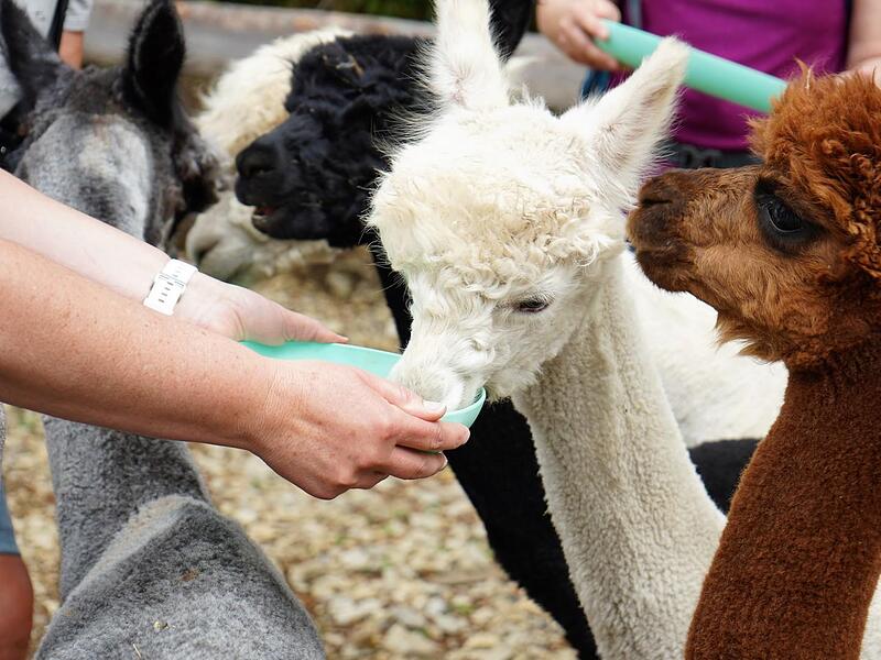 Zum Dank für die unkomplizierte Wandergemeinschaft dürfen die Patientinnen und Patienten die Tiere mit deren Lieblingsessen füttern.