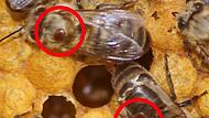 Frisch geschlüpfte Honigbienen mit Varroamilben-Befall Frisch geschlüpfte Honigbienen mit Varroamilben-Befall