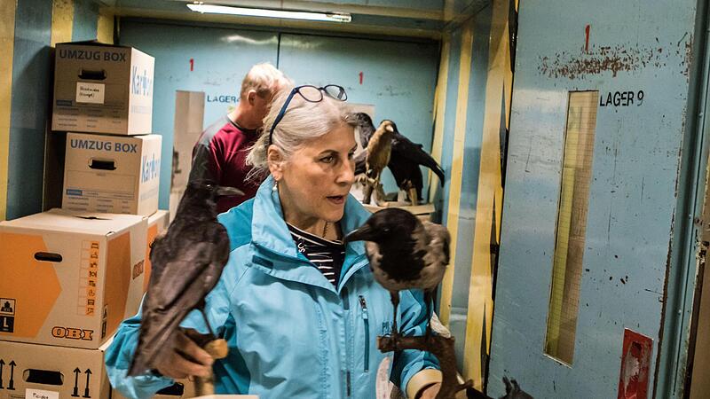 Ulrike Neumann, zoologische Präparatorin der Naturkunde-Museums Coburg, trägt verrußte Vögel in das Zwischenlager in Rödental.