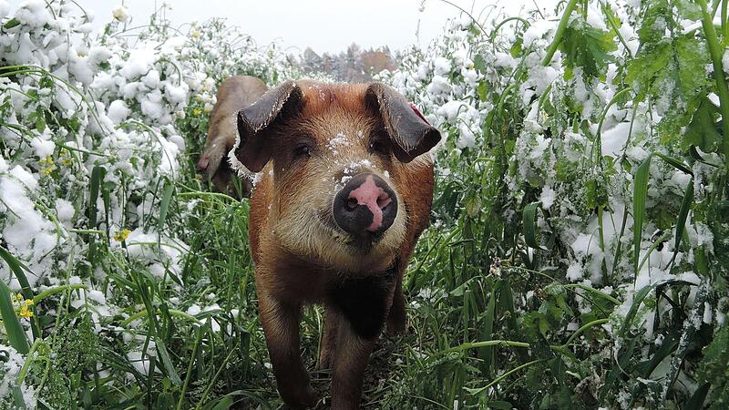 Das leckerste Futter steht immer jenseits des Zauns.