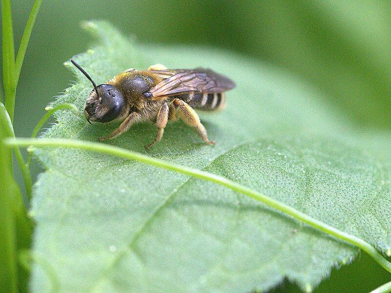 2024 Naturnahe Gärten2024 Naturnahe Gärten