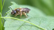 2024 Naturnahe Gärten2024 Naturnahe Gärten