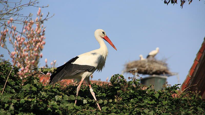 &Uuml;ber 200 St&ouml;rche sind im Sommer in Uehlfeld zuhause.