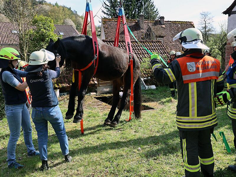 Pferd aus Grube gerettet