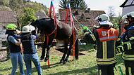 Pferd aus Grube gerettet