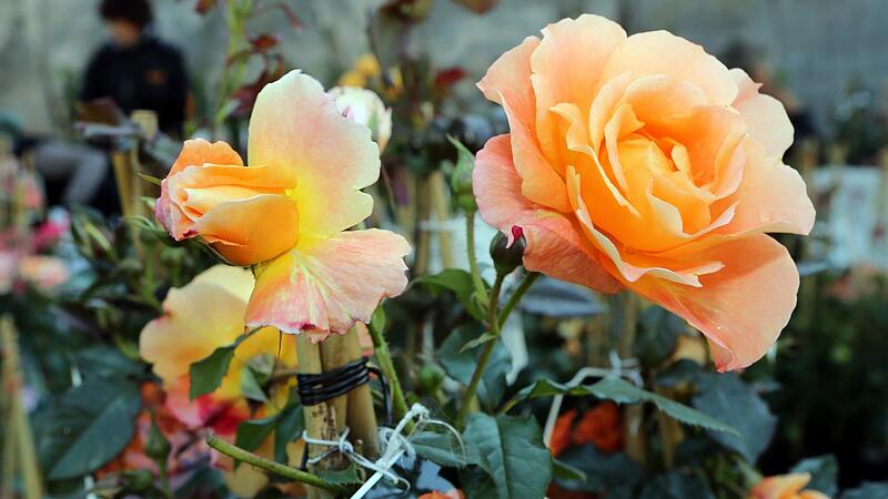Bei Rosen ist es angebracht, das Verblühte an den Trieben nicht nur oben zu entfernen, sondern mit dem Schnitt zwei bis drei Blattachsen weiter nach unten zu gehen.