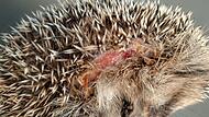 Verletzter Igel Verletzter Igel