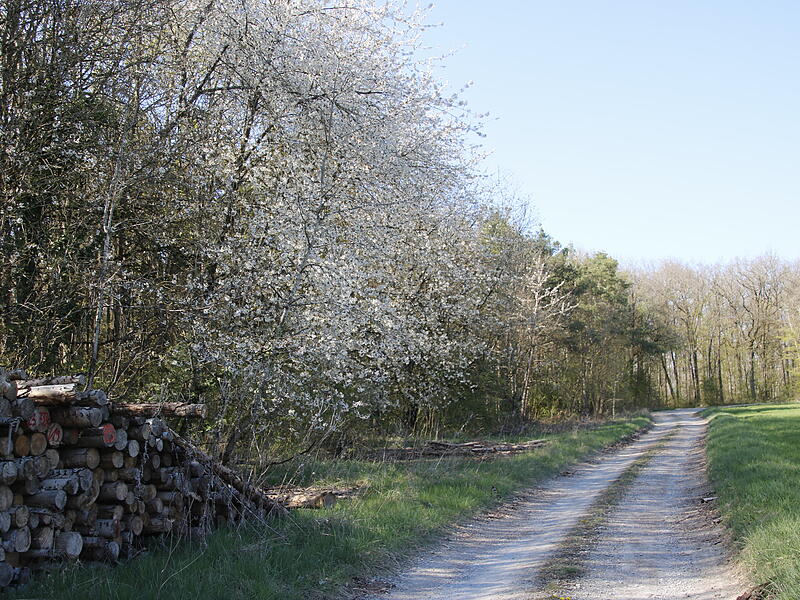 Ein Weg im Wittighäuser Wald führte einst vom Maintal hinauf in die Hohe Rhön. Ein Weg im Wittighäuser Wald führte einst vom Maintal hinauf in die Hohe Rhön.