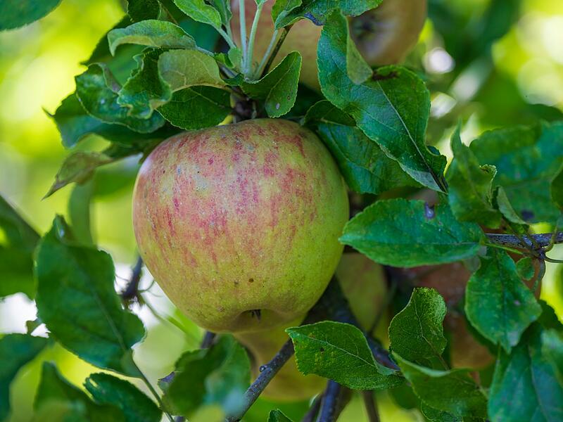 Ein Apfel an einem Baum Ein Apfel an einem Baum