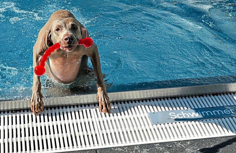 Wasko ist einer der ersten, der sein Lieblingsspielzeug aus dem Wasser „rettet“. Gerd Ankermann Wasko ist einer der ersten, der sein Lieblingsspielzeug aus dem Wasser „rettet“. Gerd Ankermann