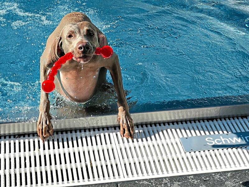 Wasko ist einer der ersten, der sein Lieblingsspielzeug aus dem Wasser „rettet“. Gerd Ankermann Wasko ist einer der ersten, der sein Lieblingsspielzeug aus dem Wasser „rettet“. Gerd Ankermann