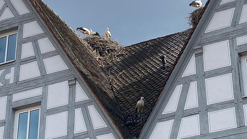 Es gibt viele St&ouml;rche auf den D&auml;chern der Sparkasse. Der junge Storch (unten) konnte sich aus seiner Lage nicht mehr selbst befreien.