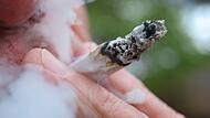 Cannabis Cannabis