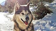 Ein Bild aus glücklichen Tagen: „Mara“, die achtjährige Malamute-Dame, wurde in Knetzgau erschossen.