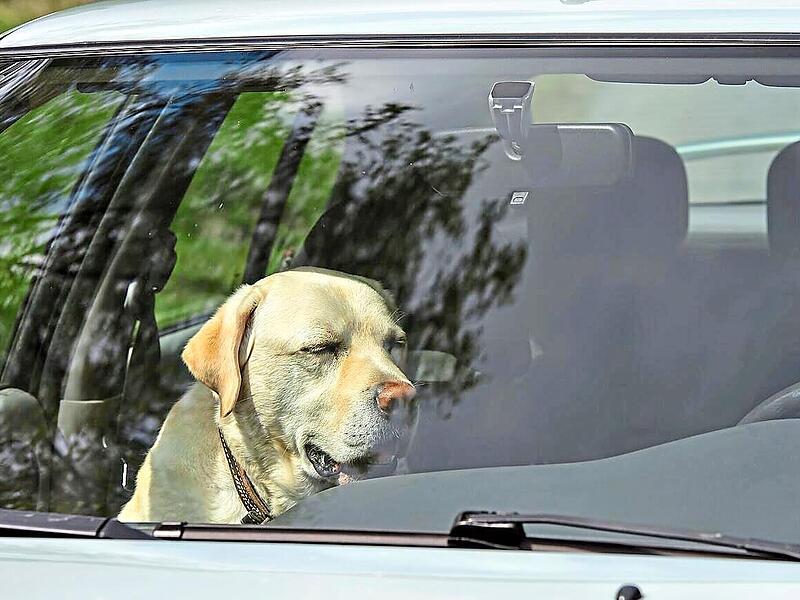 Ein Hund wurde in Coburg aus einem Hitze-Auto gerettet.Jarkko/Adobe Stock (Symbolbild) Ein Hund wurde in Coburg aus einem Hitze-Auto gerettet.Jarkko/Adobe Stock (Symbolbild)