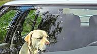 Ein Hund wurde in Coburg aus einem Hitze-Auto gerettet.Jarkko/Adobe Stock (Symbolbild)