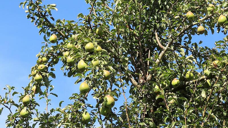 Birnen sind heuer besser gewachsen als Äpfel.