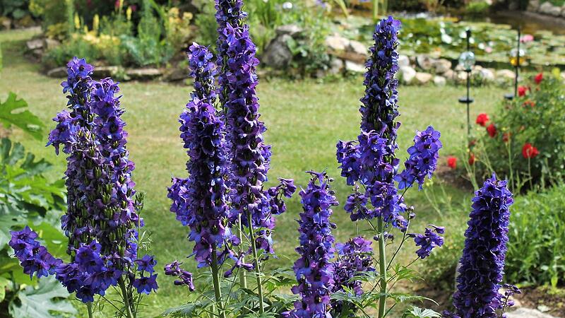 Rittersporn ist eine Langtagpflanze.