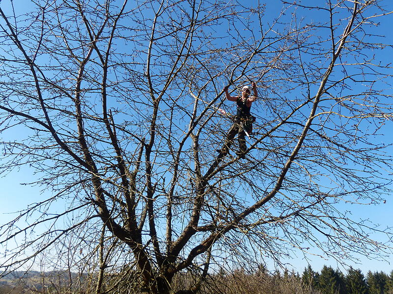 Bei Altb&auml;umen ist Seilklettertechnik gefordert.