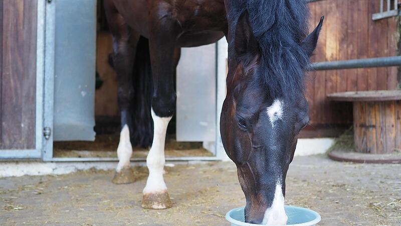 Ein eigenes Pferd kostet bis zu 500 Euro im Monat. Wie hoch die Kosten sind, hängt von mehreren Faktoren ab. Ein eigenes Pferd kostet bis zu 500 Euro im Monat. Wie hoch die Kosten sind, hängt von mehreren Faktoren ab.