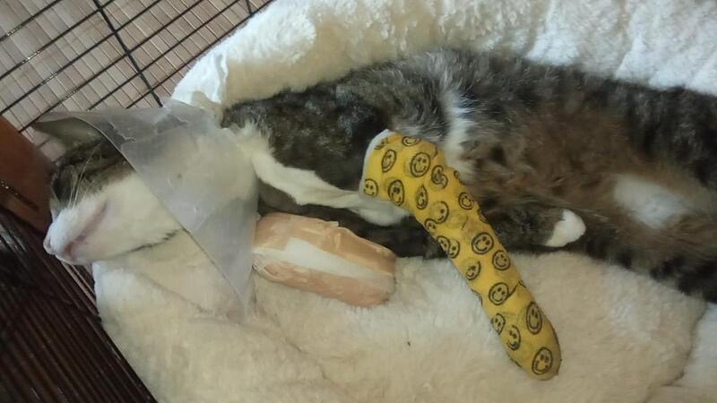 Der bei Stegaurach angeschossene Kater Filou wurde mehrfach operiert, hat bis zuletzt gekämpft. Leider vergeblich.
