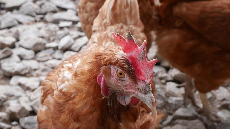 Die H&uuml;hner scharren im Au&szlig;engehege, um kleine Tiere und Samen zu finden.