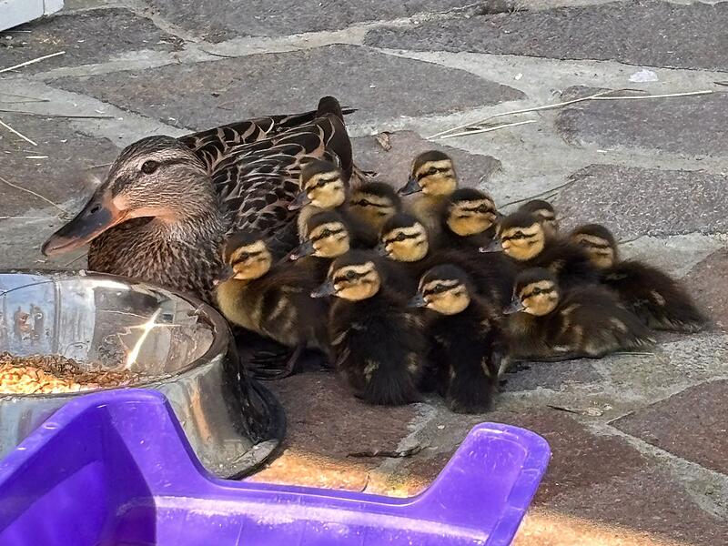 Entenrettung Tierheim Kronach