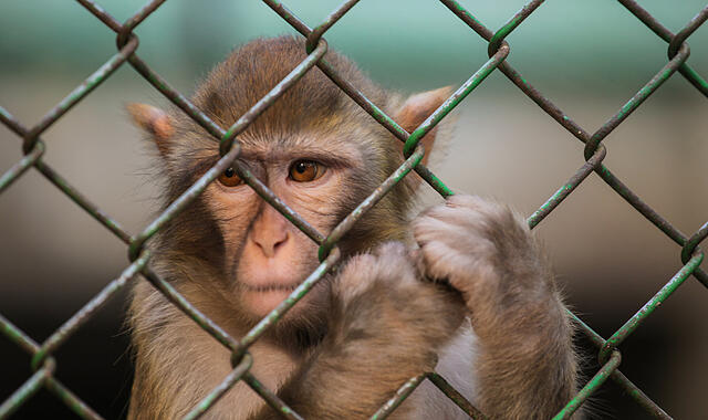 Affe in einem Käfig Affe in einem Käfig