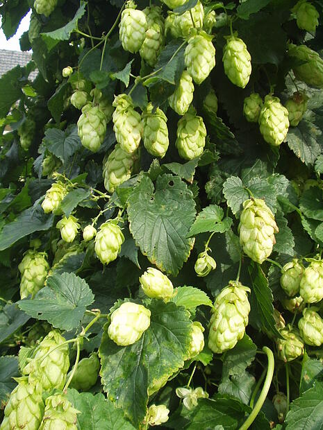 Hopfen