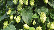 Hopfen