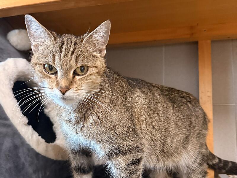 Katze Dörte - Tierheim Kronach Katze Dörte - Tierheim Kronach