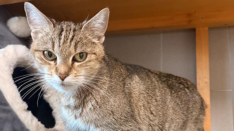 Katze D&ouml;rte - Tierheim Kronach