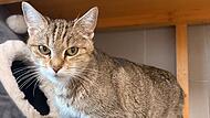 Katze Dörte - Tierheim Kronach Katze Dörte - Tierheim Kronach