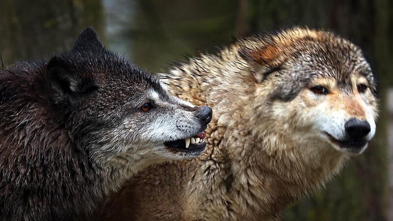 Junge Wölfe spielen in einem Wildpark in ihrem Gehege. Junge Wölfe spielen in einem Wildpark in ihrem Gehege.