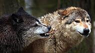 Junge Wölfe spielen in einem Wildpark in ihrem Gehege.