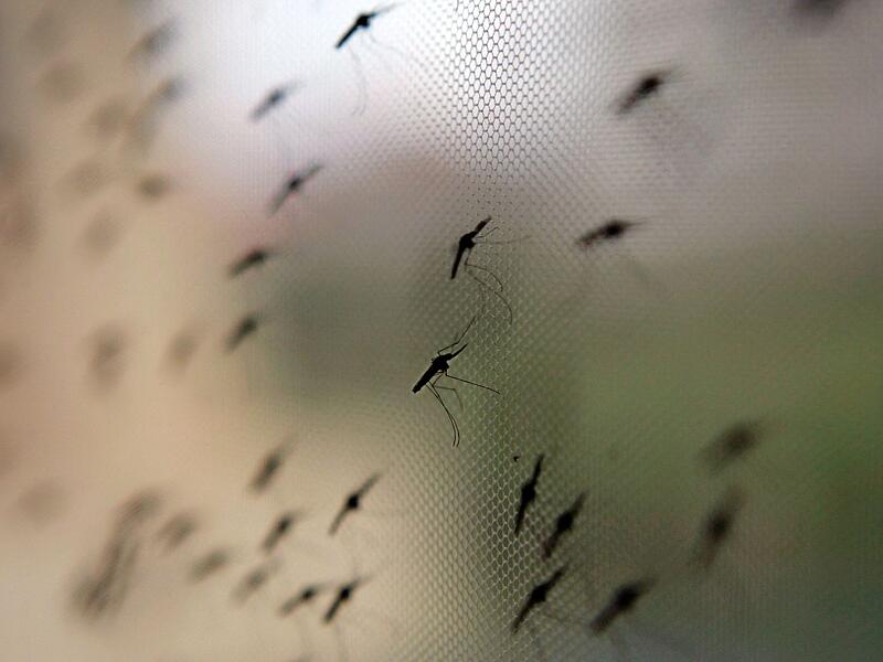Malaria