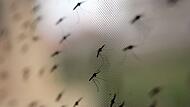 Malaria Malaria
