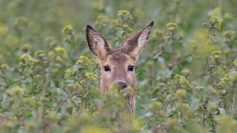 Gerade im Fr&uuml;hjahr sollten Hundebesitzer darauf achten, dass ihre Hunde keine Wildtiere bel&auml;stigen.