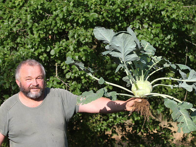 Kohlrabi im Herbst ernten