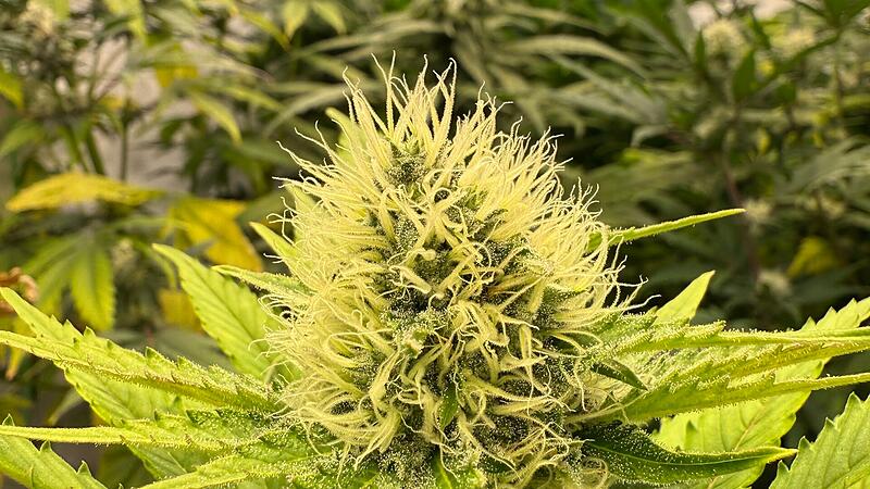 Eine Cannabisbl&uuml;te der Anbauvereinigung franken.cannabis e.V. kurz vor der Ernte.