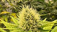 Eine Cannabisblüte der Anbauvereinigung franken.cannabis e.V. kurz vor der Ernte.