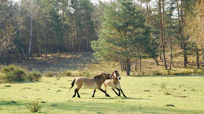 Wildpferde Tennenlohe