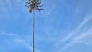 Die Fichte, die kein Kirchweihbaum ist, sondern nur am Wochenende plötzlich in Hombeer gewachsen sein soll