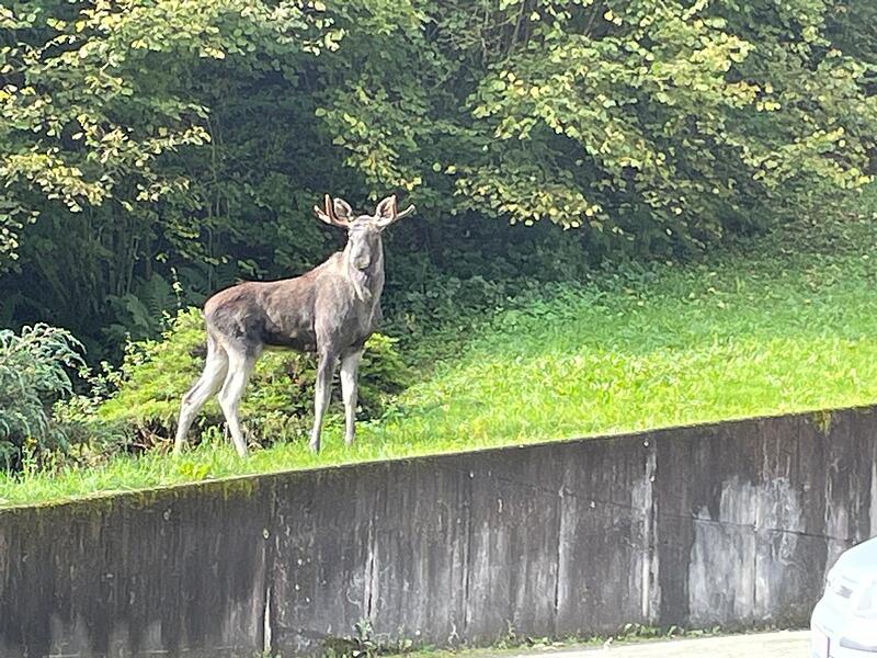 Elch im Schwarzwald